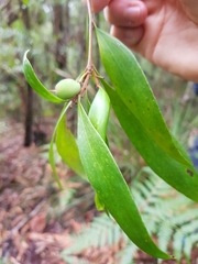 Persoonia stradbrokensis