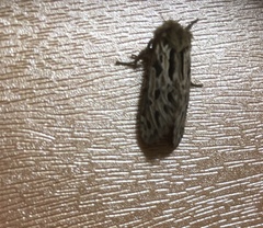 Oncopera fasciculatus