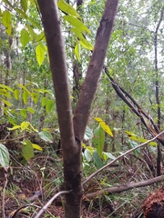Persoonia stradbrokensis