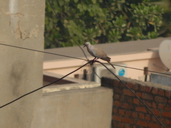 Streptopelia decaocto