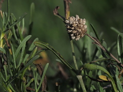 Calocephalus lacteus