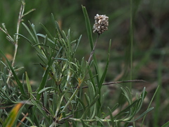Calocephalus lacteus