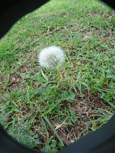 Taraxacum image