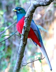 Apaloderma narina