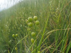 Alyssoides utriculata