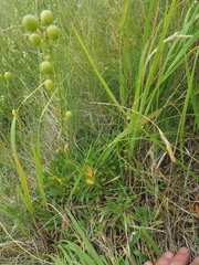 Alyssoides utriculata