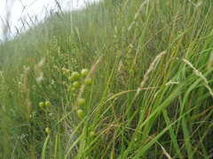 Alyssoides utriculata