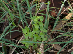 Asparagus asparagoides