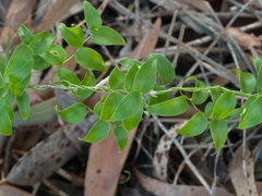 Asparagus asparagoides