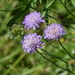 Field Scabious - Photo (c) Alexey Katz, some rights reserved (CC BY-NC), uploaded by Alexey Katz