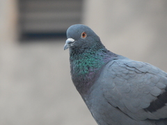 Columba livia domestica