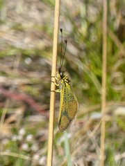 Libelloides longicornis