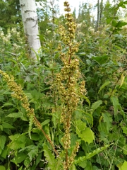 Rumex longifolius