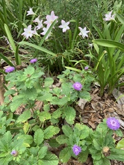 Zephyranthes carinata