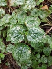 Lamium galeobdolon argentatum