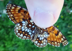 Melitaea diamina