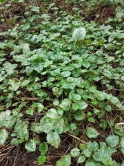 Lamium galeobdolon argentatum