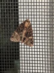 Phosphila turbulenta