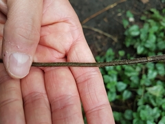 Lamium galeobdolon argentatum