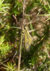 Libelloides longicornis