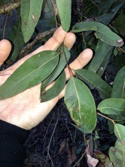 Eucalyptus siderophloia