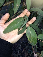 Eucalyptus siderophloia