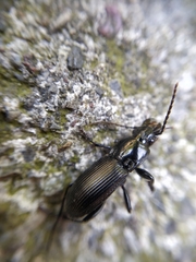 Abax parallelepipedus
