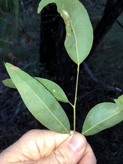 Eucalyptus siderophloia