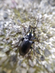 Abax parallelepipedus