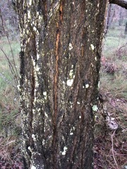 Eucalyptus siderophloia