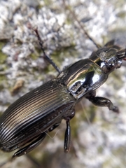 Abax parallelepipedus