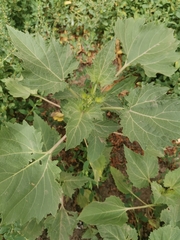 Cyclachaena xanthiifolia