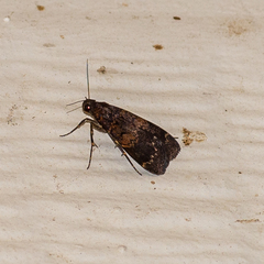 Hydrillodes funestalis