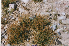 Fumana ericoides