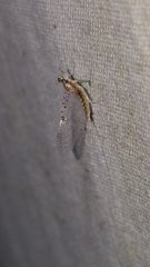 Leucrocuta umbratica