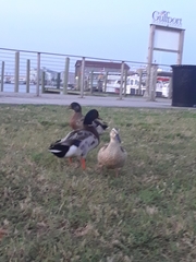 Anas platyrhynchos domesticus