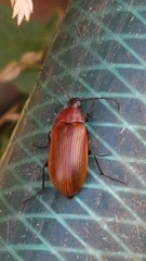 Pseudocistela ceramboides