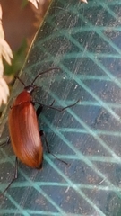 Pseudocistela ceramboides