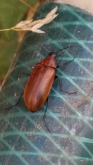 Pseudocistela ceramboides