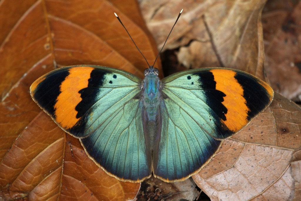 Neophronia