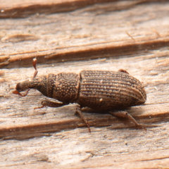 Dryophthorus americanus