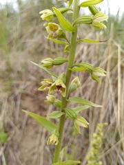 Epipactis dunensis