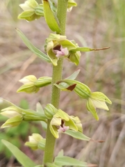 Epipactis dunensis