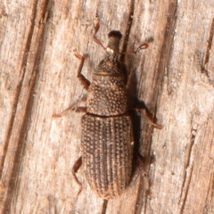 Dryophthorus americanus