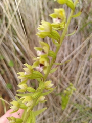 Epipactis dunensis