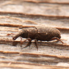 Dryophthorus americanus