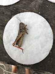 Arcyptera microptera