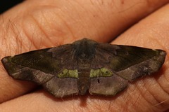 Euexia percnopus