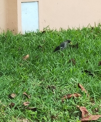 Acridotheres javanicus