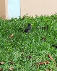 Acridotheres javanicus